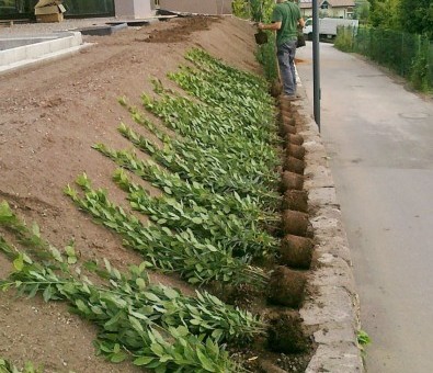 gartengestaltung pflanzen